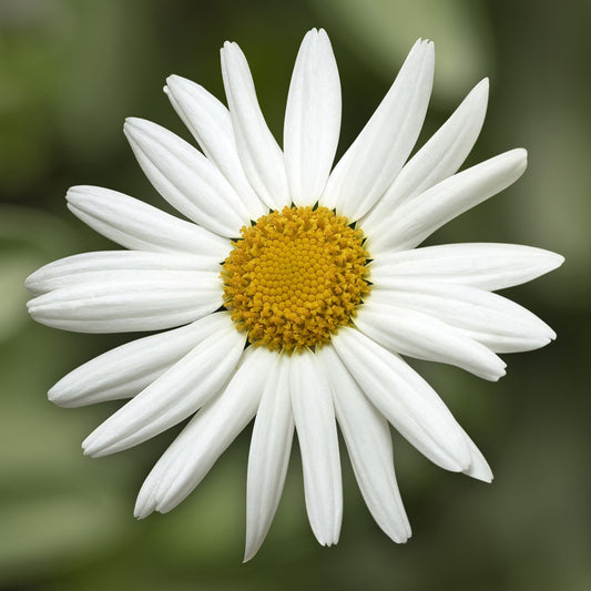 x2 Argyranthemum Molimba White 13cm/1Litre
