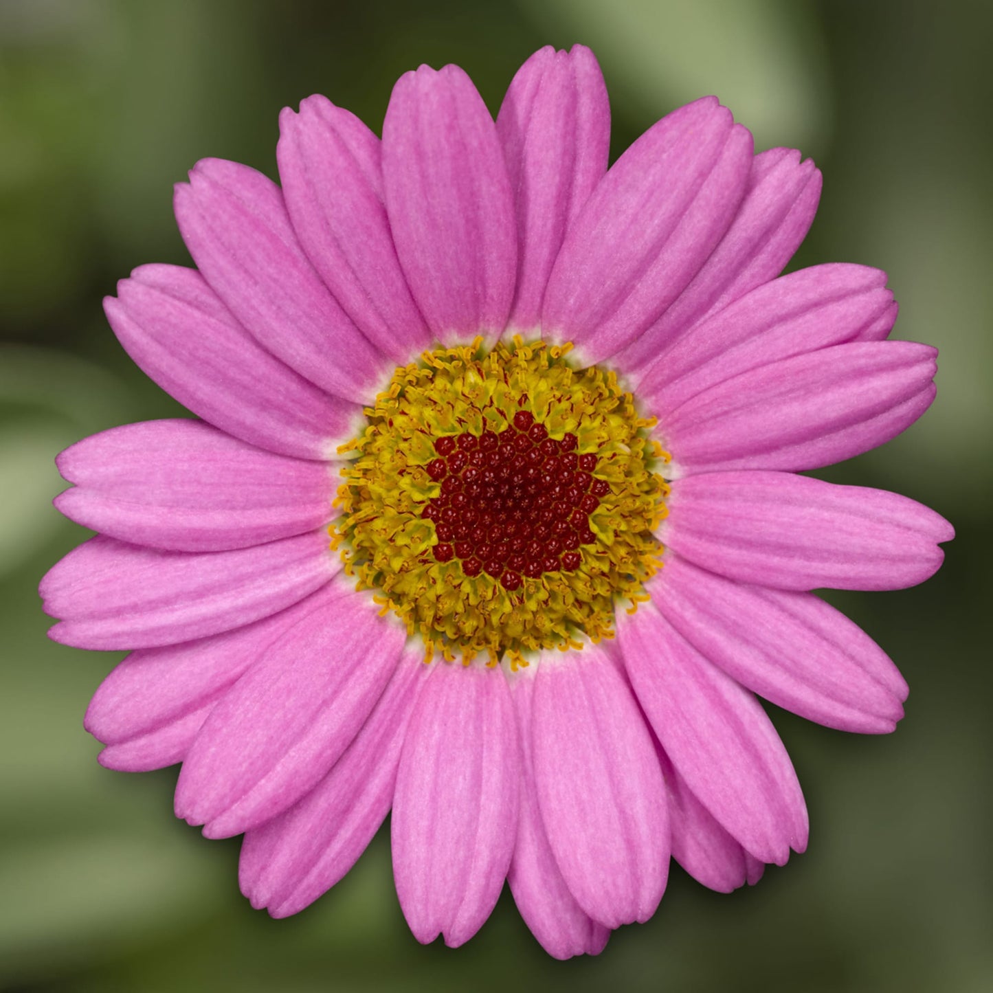 x2 Argyranthemum Molimba Pink 13cm/1Litre