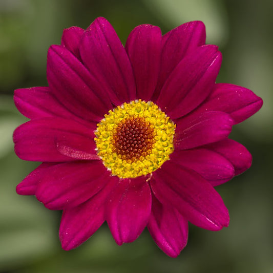 x2 Argyranthemum Molimba Deep Rose 13cm/1Litre
