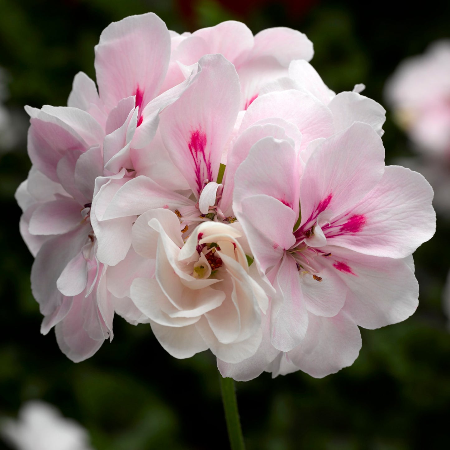 x3 Geranium Temprano White 10.5cm/9cm