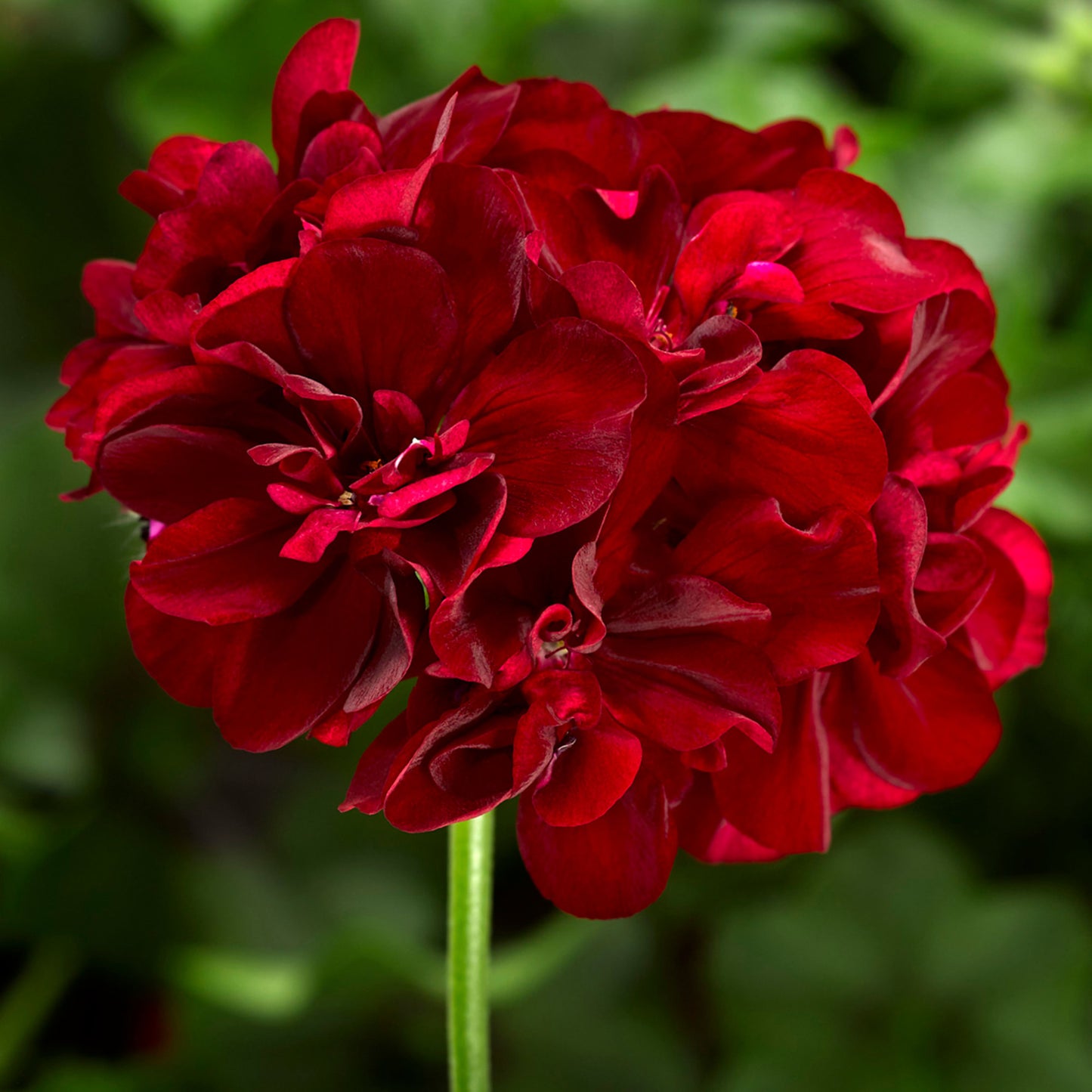 x3 Geranium Trailing Corriente Dark Red 10.5cm/9cm