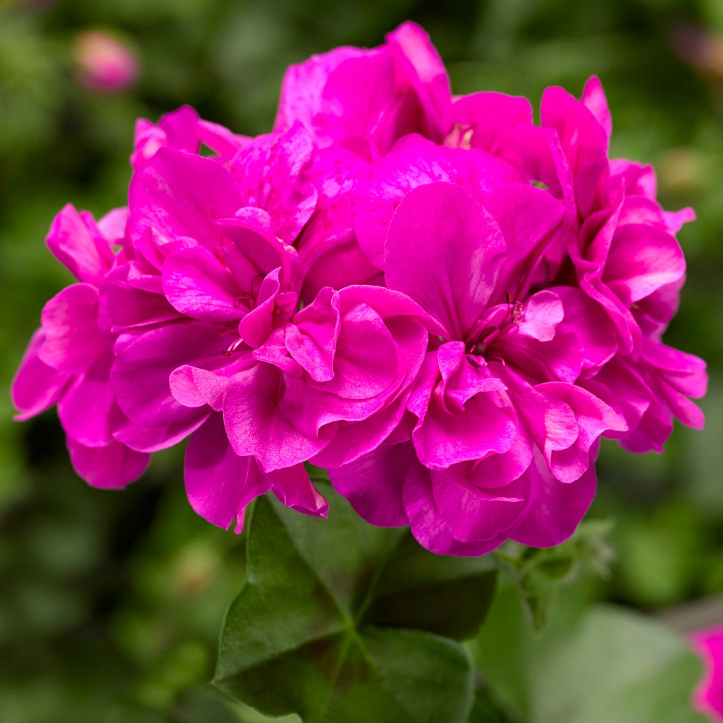 x3 Geranium Temprano Amethyst 10.5cm/9cm