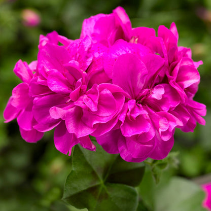 x3 Geranium Temprano Amethyst 10.5cm/9cm