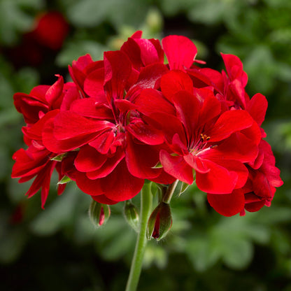 x3 Geranium Temprano Bright Red 10.5cm/9cm