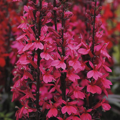 x1 Lobelia Starship Rose 19cm/3Ltr