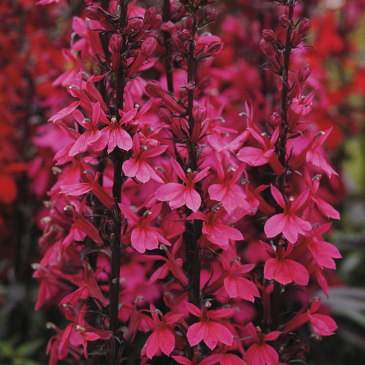 x1 Lobelia Starship Rose 19cm/3Ltr