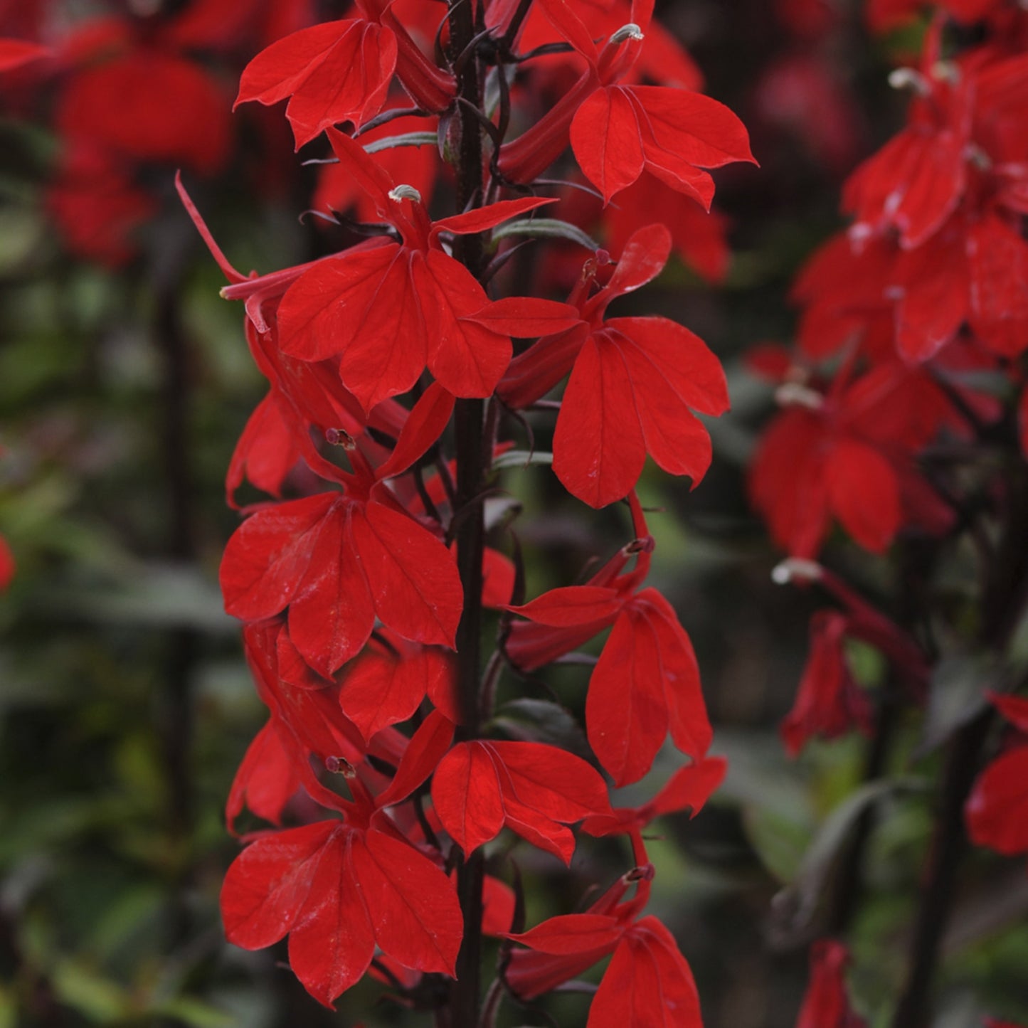 x1 Lobelia Starship Scarlet 19cm/3Ltr