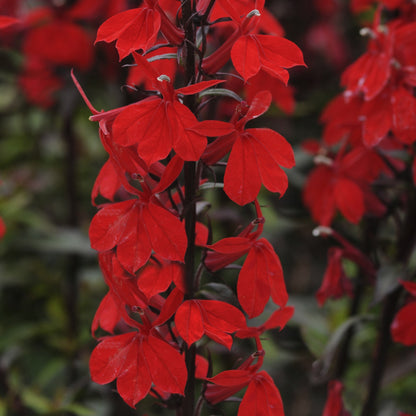 x1 Lobelia Starship Scarlet 19cm/3Ltr
