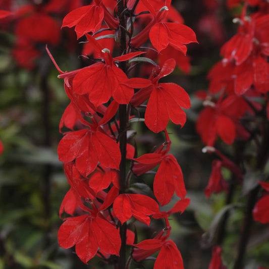 x1 Lobelia Starship Scarlet 19cm/3Ltr