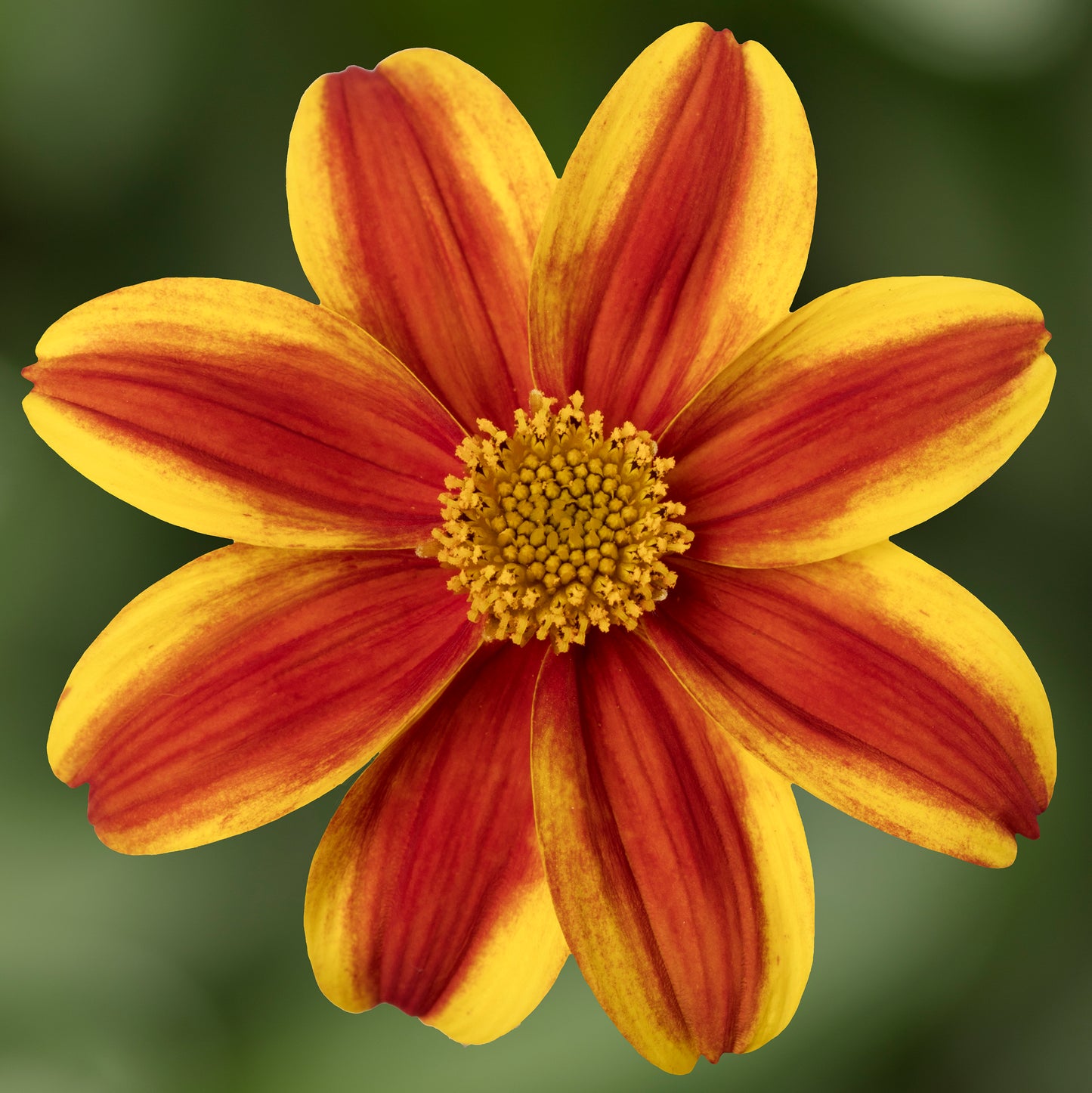 x3 Bidens Brazen Samurai 10.5cm/9cm