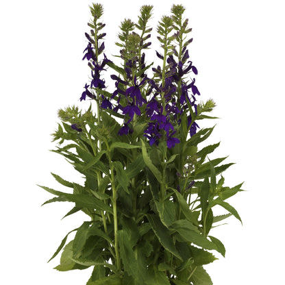 x1 Lobelia Starship Blue 19cm/3Ltr