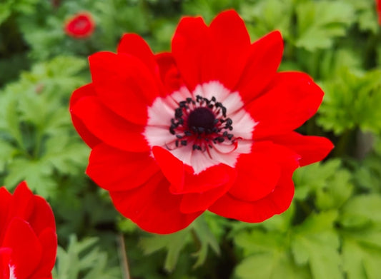 x1 Anemone Harmony Scarlet 19cm/3Ltr