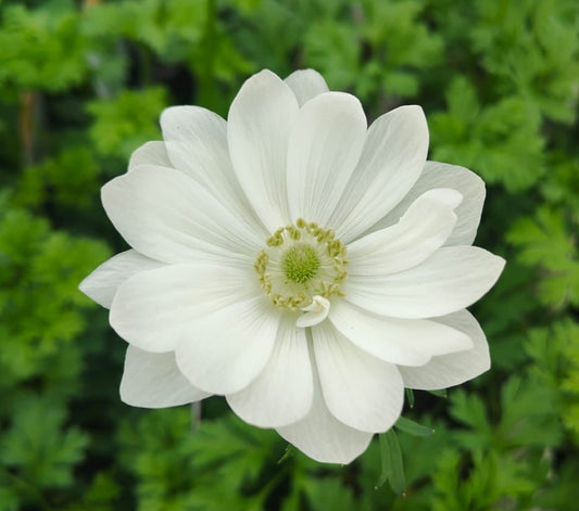 x1 Anemone Harmony White 19cm/3Ltr
