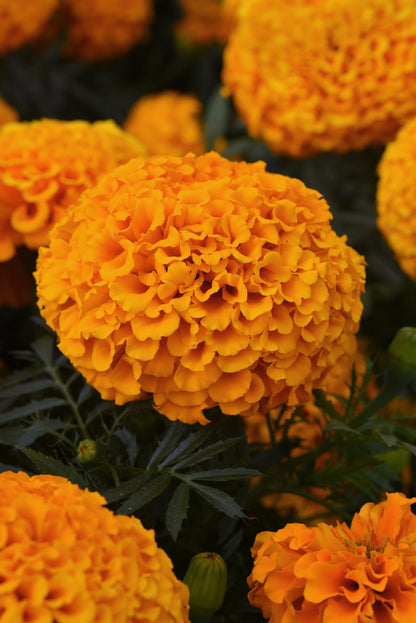 x10 Marigold Marvel Orange - XL Plug Plants