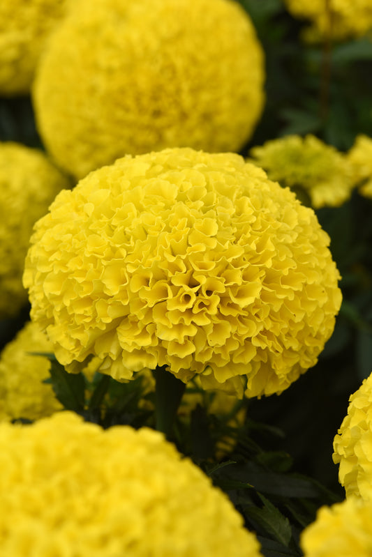 x10 Marigold Marvel Yellow - XL Plug Plants