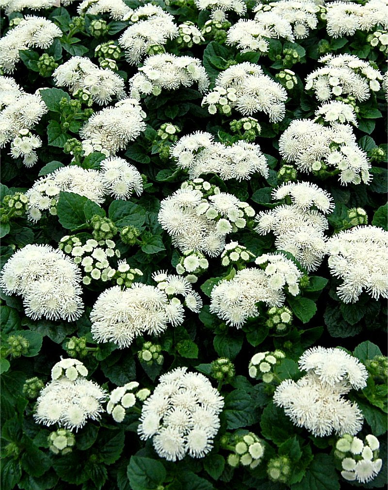 x10 Ageratum Aloha White - XL Plug Plants