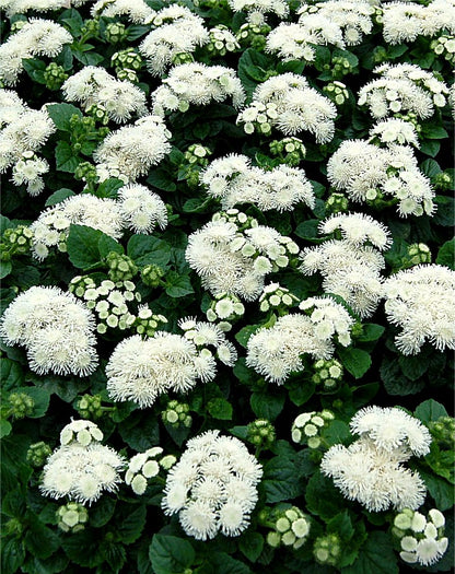 x10 Ageratum Aloha White - XL Plug Plants
