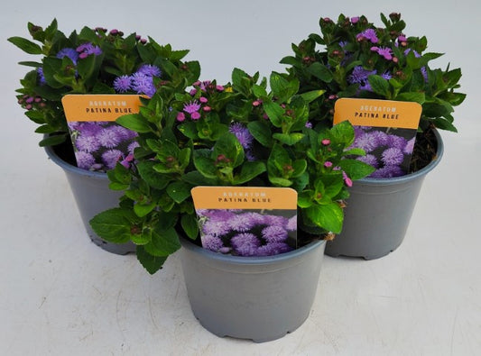 x2 Ageratum Patina Blue 13cm/1 Ltr