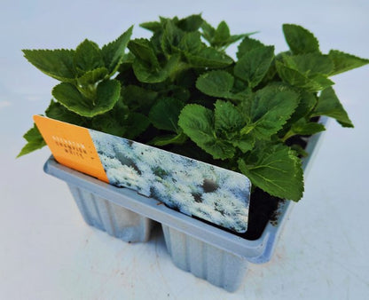x10 Ageratum Aloha White - XL Plug Plants