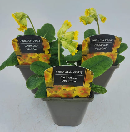 x2 Primula Cabrillo Yellow 13cm/1 Litre