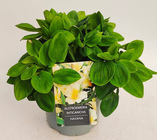 x1 Alstroemeria Inticancha Havana 19cm/3Litre