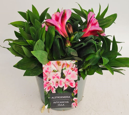 x1 Alstroemeria Inticancha Hula 19cm/3Litre