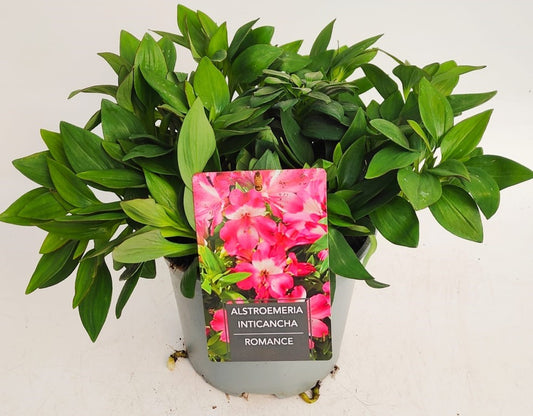 x1 Alstroemeria Inticancha Romance 19cm/3Litre