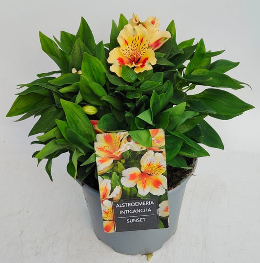 x1 Alstroemeria Inticancha Sunset 19cm/3Litre