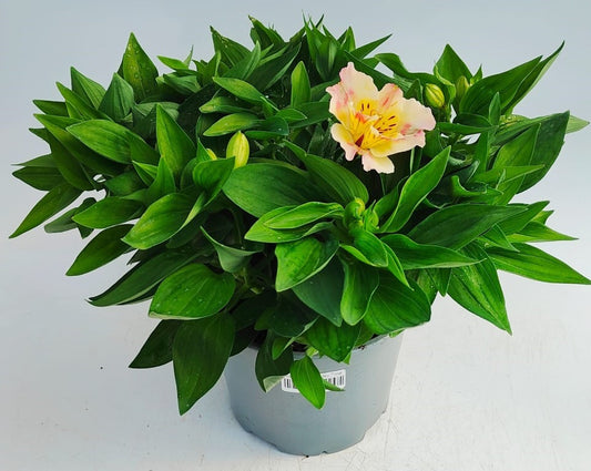 x1 Alstroemeria Inticancha Valley Time 19cm/3Litre