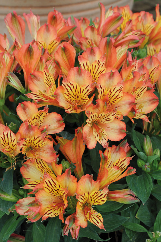 x1 Alstroemeria Inticancha Bryce 19cm/3Litre