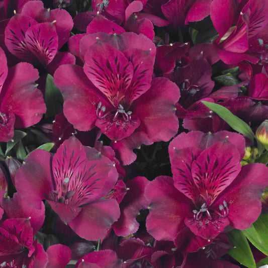 x1 Alstroemeria Inticancha Dark Purple 19cm/3Litre
