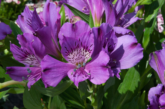 x1 Alstroemeria Inticancha Indigo 19cm/3Litre