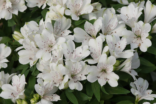 x1 Alstroemeria Inticancha Magic White 19cm/3Litre