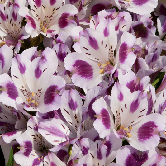x1 Alstroemeria Inticancha Passion 19cm/3Litre