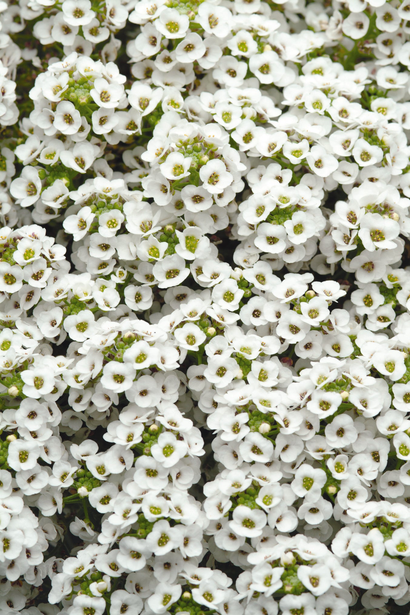 x10 Alyssum Clear Crystal White - XL Plug Plants