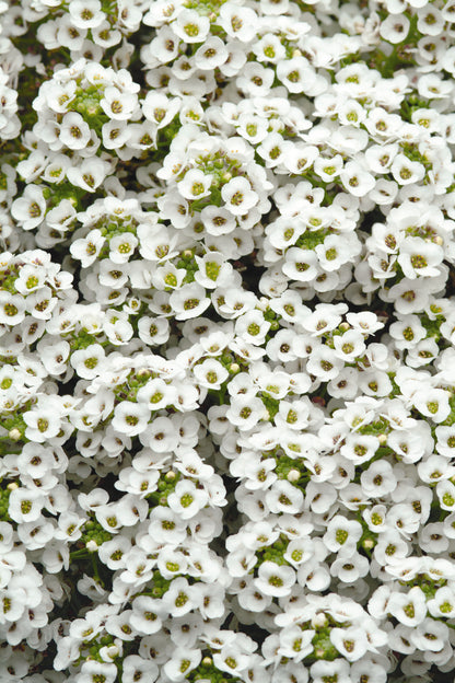 x10 Alyssum Clear Crystal White - XL Plug Plants