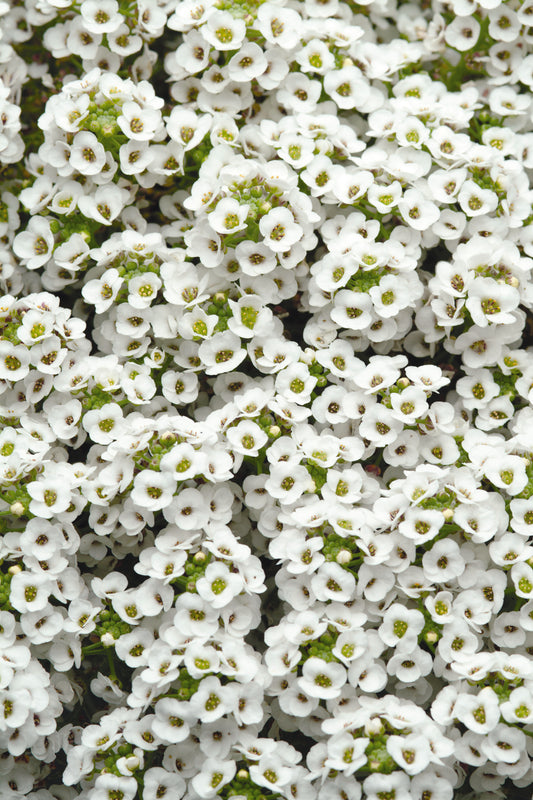 x10 Alyssum Clear Crystal White - XL Plug Plants