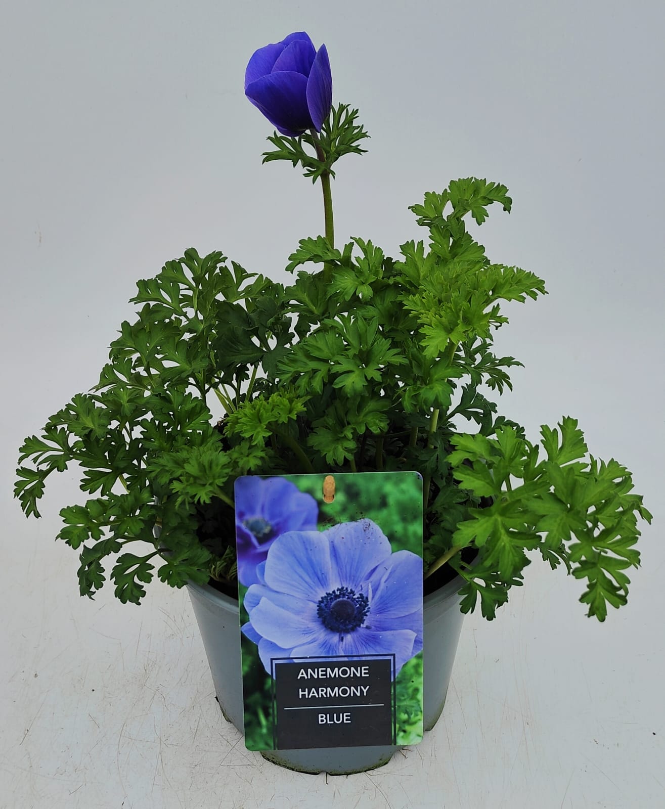 x1 Anemone Harmony Blue 19cm/3Ltr