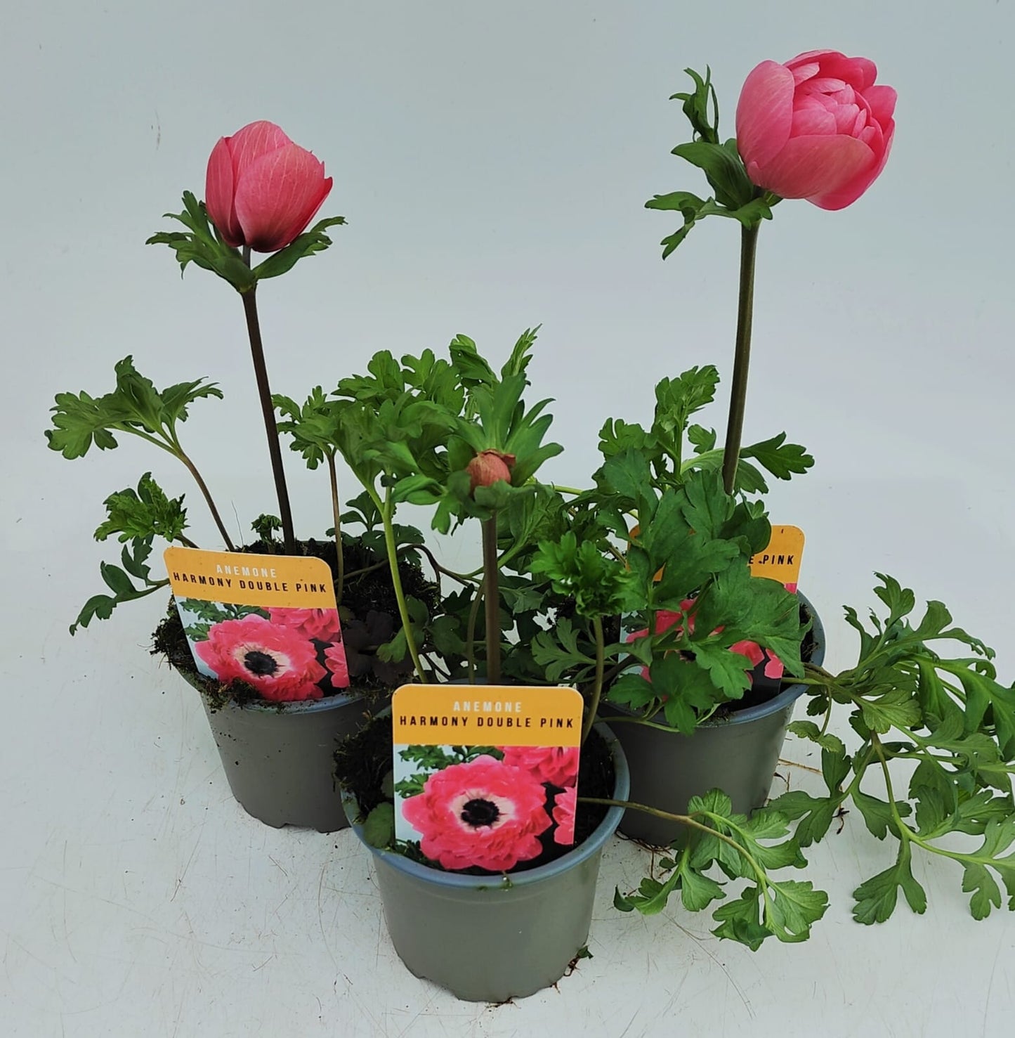 x3 Anemone Harmony Double Pink 10.5cm/9cm