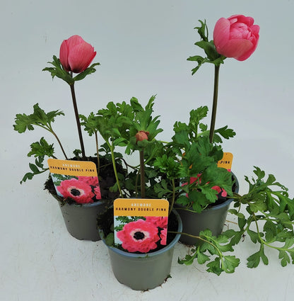 x3 Anemone Harmony Double Pink 10.5cm/9cm
