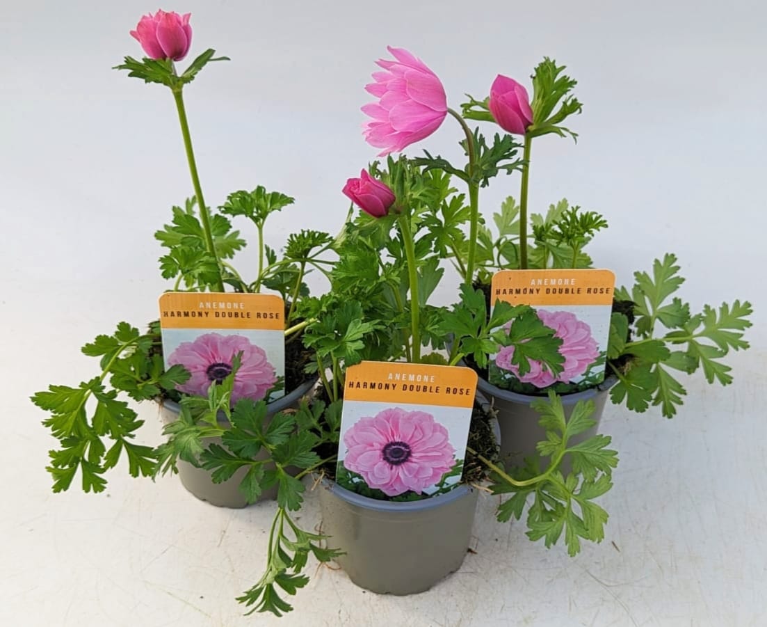 x3 Anemone Harmony Double Rose 10.5cm/9cm