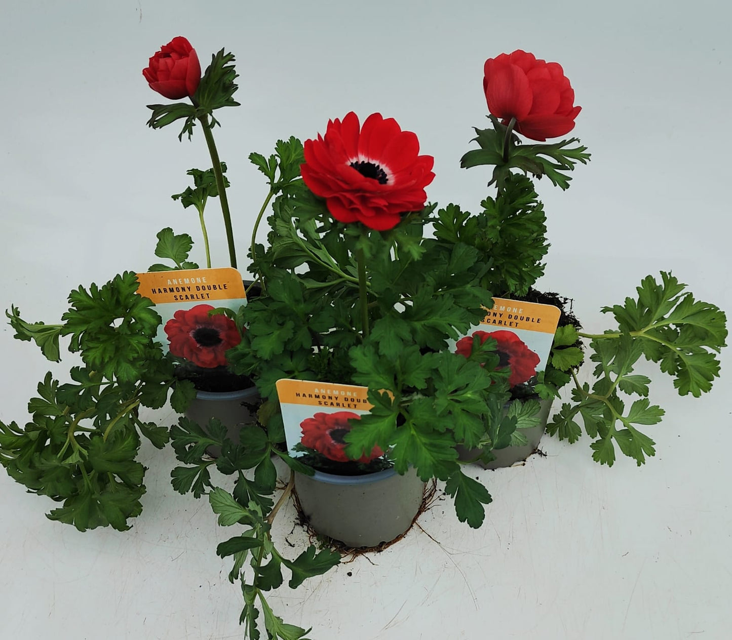 x3 Anemone Harmony Double Scarlet 10.5cm/9cm