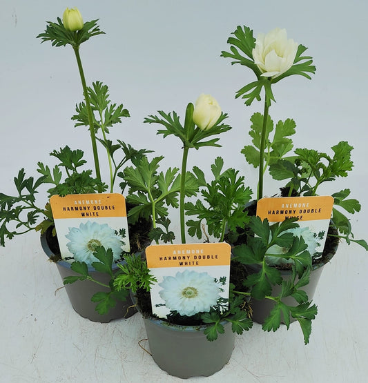x3 Anemone Harmony Double White 10.5cm/9cm