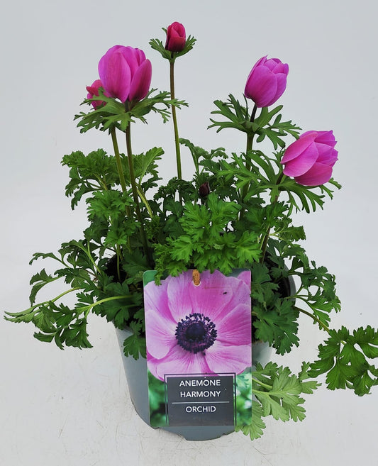 x1 Anemone Harmony Orchid 19cm/3Ltr
