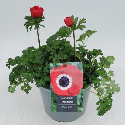 x1 Anemone Harmony Scarlet 19cm/3Ltr