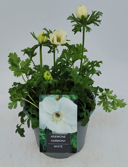 x1 Anemone Harmony White 19cm/3Ltr