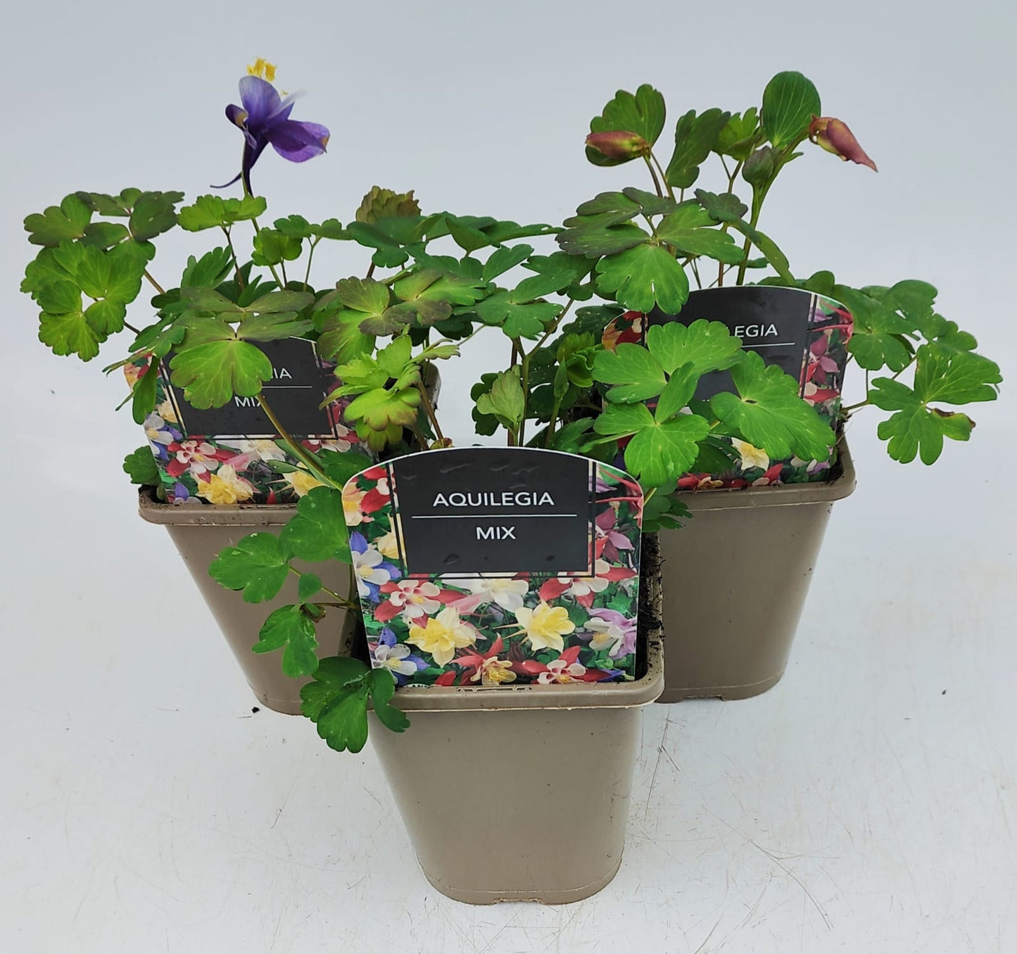 x2 Aquilegia Earlybird Mix 13cm/1 Litre