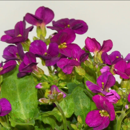 x2 Arabis Little Treasure Deep Rose 13cm/1 Litre