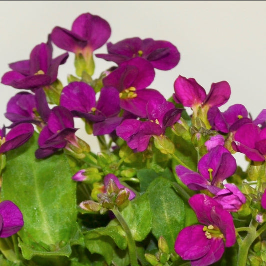 x2 Arabis Little Treasure Deep Rose 13cm/1 Litre