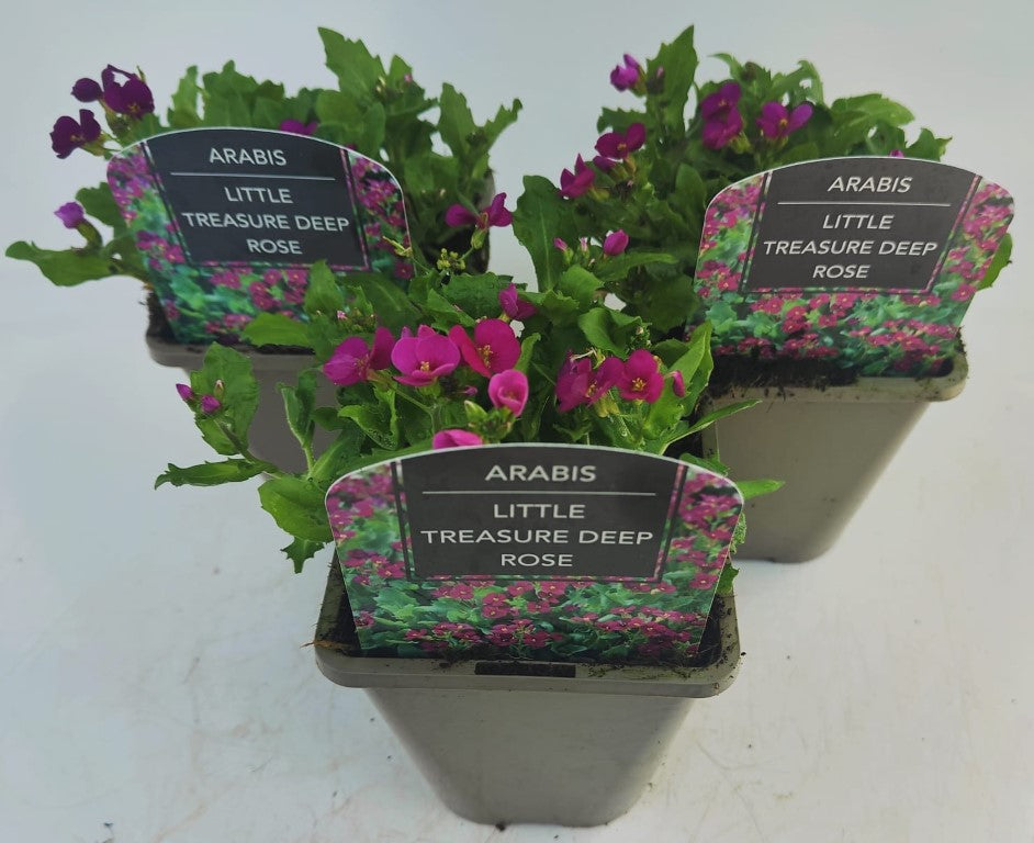 x2 Arabis Little Treasure Deep Rose 13cm/1 Litre